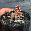 Crassula sp. transvaal drakensberg