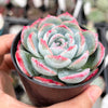 Echeveria Pulidonis x Laulindsayana (aka. Echeveria 'Suryeon')