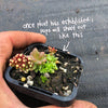Crassula sp. transvaal drakensberg