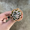 Echeveria pinwheel 'Revolution'