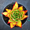 Echeveria agavoides 'Lipstick'