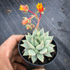 Echeveria purpusorum (Grey Form)