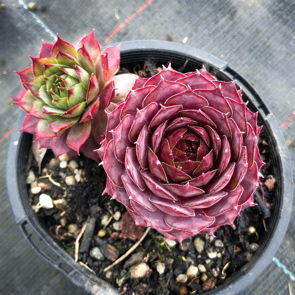 Sempervivum 'Collage'