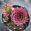 Sempervivum 'Collage'