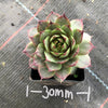 Sempervivum 'Collage'