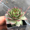 Sempervivum 'Collage'