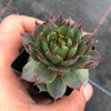 Sempervivum 'Collage'