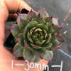 Sempervivum 'Collage'
