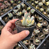 Cotyledon Orbiculata cv. Long Leaf Variegated