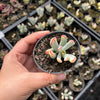 Cotyledon Orbiculata cv. Long Leaf Variegated