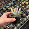 Cotyledon Orbiculata cv. Long Leaf Variegated