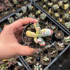Cotyledon Orbiculata cv. Long Leaf Variegated