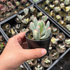 Cotyledon Orbiculata cv. Long Leaf Variegated