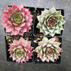 Sempervivum 'Thunder' (P/C)