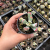 Cotyledon Orbiculata cv. Long Leaf Variegated
