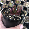Crassula Clavata