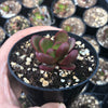 Crassula Clavata