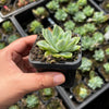 Echeveria 'Doll Barbie'