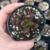 Crassula Clavata