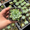 Echeveria 'Doll Barbie'