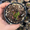Crassula Clavata