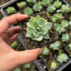Echeveria 'Doll Barbie'