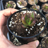 Crassula Clavata