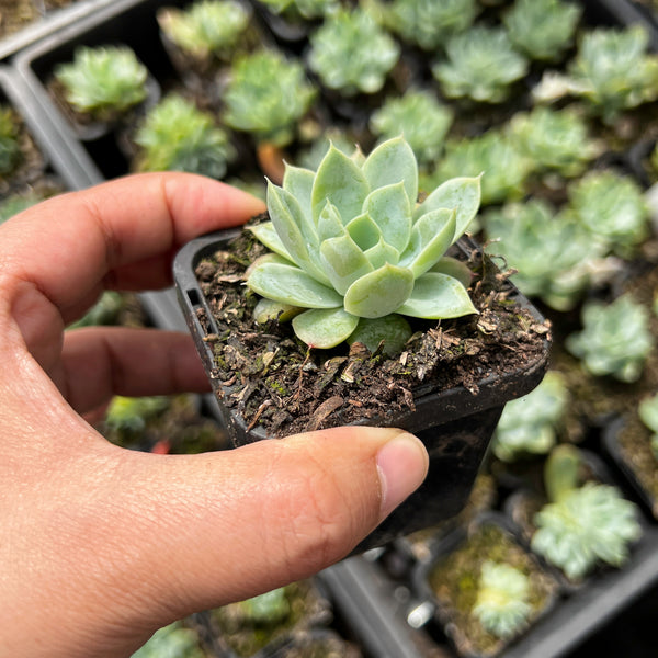 dollybelle succulent Echeveria 'Doll Barbie' – LET LOVE GROW (Succulent & Cactus)