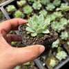 Echeveria 'Doll Barbie'