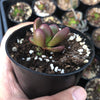 Crassula Clavata