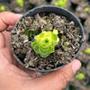 Greenovia Dodrentalis Variegated (w/pup)