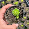 Greenovia Dodrentalis Variegated (w/pup)