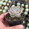 Echeveria 'Love Goddess'