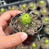 Greenovia Dodrentalis Variegated (w/pup)