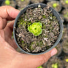 Greenovia Dodrentalis Variegated (w/pup)