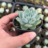 Echeveria 'Love Goddess'