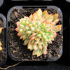 Echeveria 'Leisal' f. cristata (CREST)