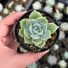 Echeveria 'Love Goddess'