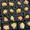 Echeveria 'Leisal' f. cristata (CREST)