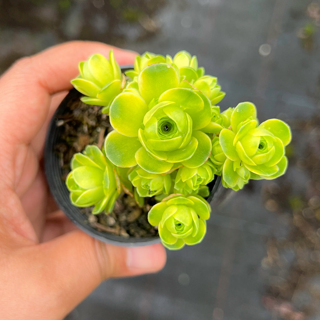 Greenovia Dodrentalis Variegated (w/pup)