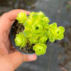 Greenovia Dodrentalis Variegated (w/pup)