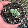 Corpuscularia lehmannii (ICE PLANT)(1 X CUTTING)