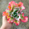 Echeveria 'Lady Aquarius'