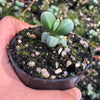 Corpuscularia lehmannii (ICE PLANT)(1 X CUTTING)