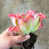 Echeveria 'Lady Aquarius'