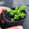 Crassula lanuginosa v pachystemon 'David'