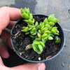 Crassula lanuginosa v pachystemon 'David'