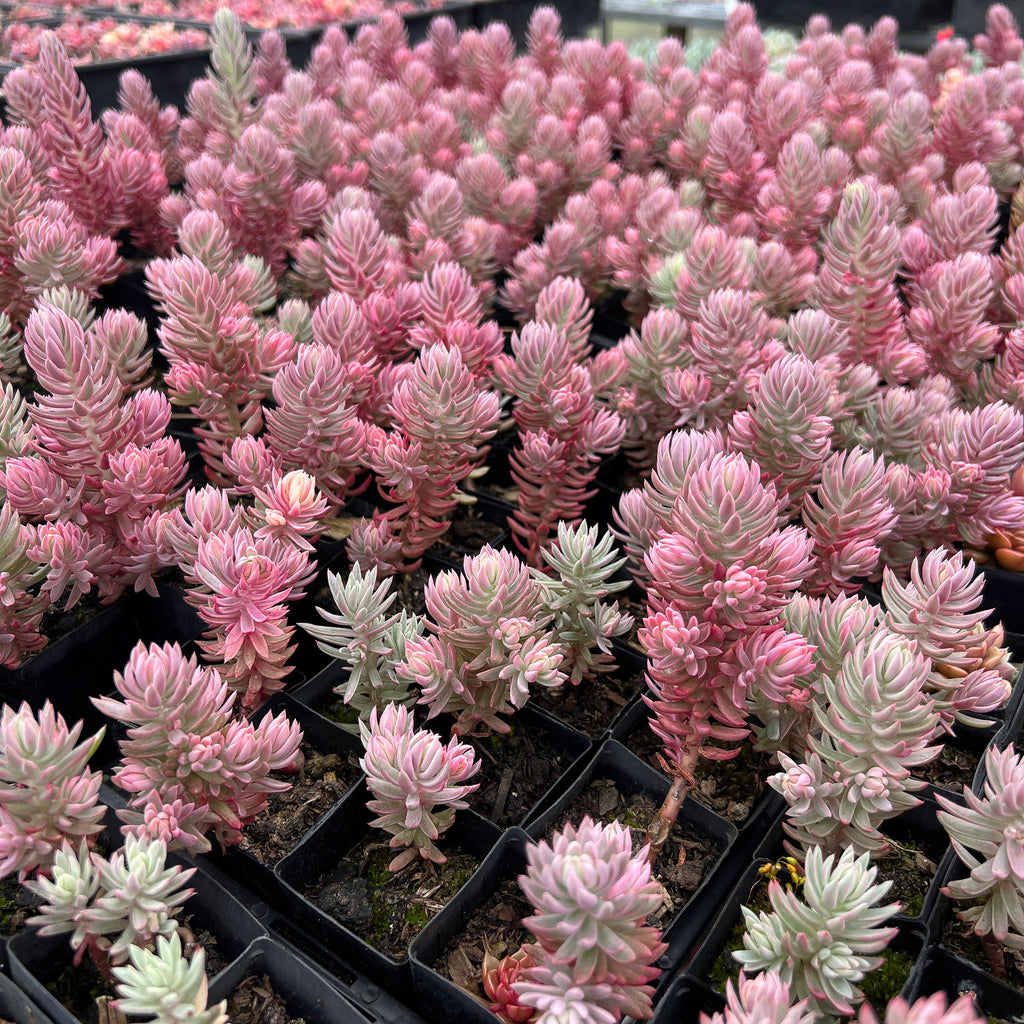 Sedum reflexum 'Chameleon' f. variegata