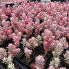 Sedum reflexum 'Chameleon' f. variegata