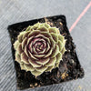 Sempervivum Turmoil (P/C)